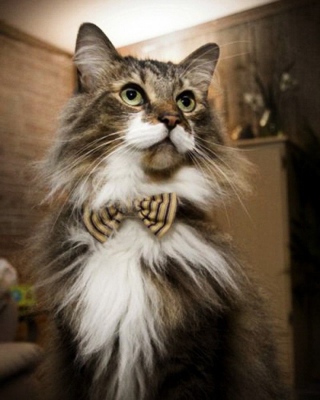 Коты и Кошки