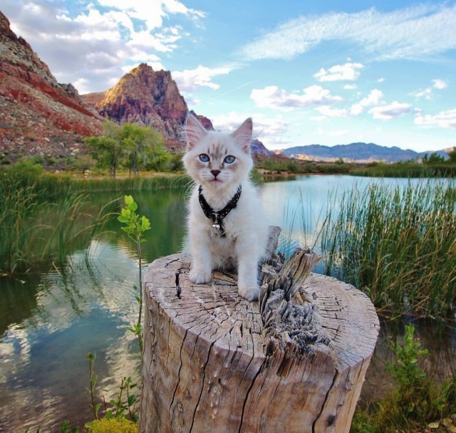 Коты и Кошки