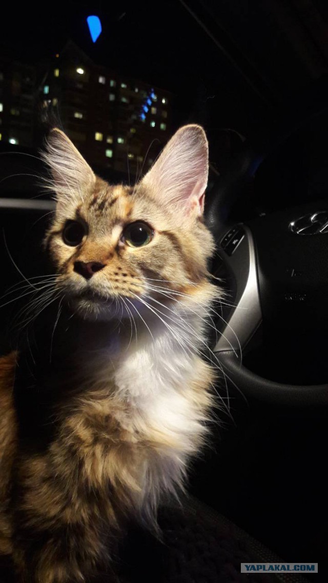 Котовторник  05.12.2017