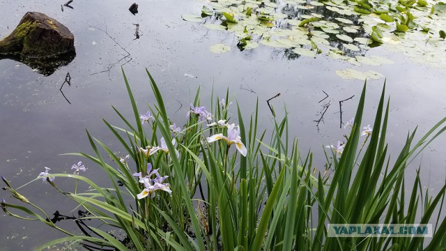 Просто Природа