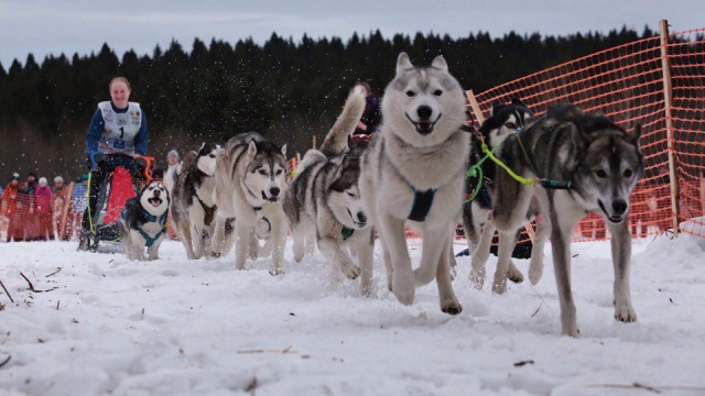 Волк стоящий на скале. Карелия хаски. Тотем хаски песня. Аляскинский маламут вектор. Тотем хаски песня.