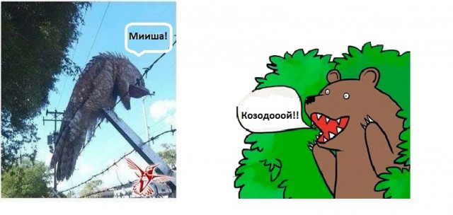 Исполинский серый козодой