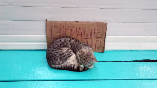 Фотобомбы котов