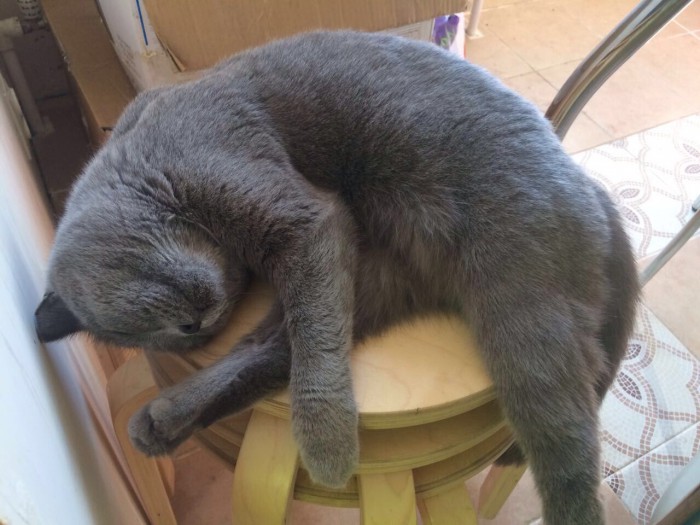 Котовторник ждали? А вот и он!