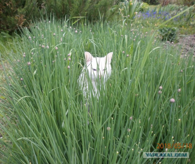 Котовторник 22.05.2018
