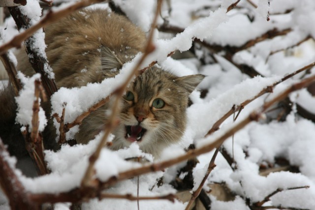 Котовторник на ЯПлакалъ