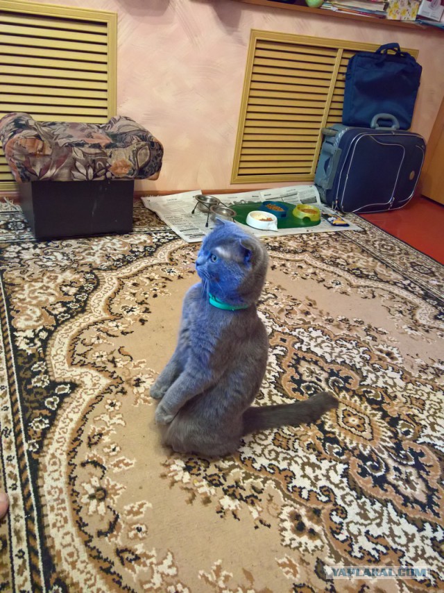 Котовторник 11.09.18.