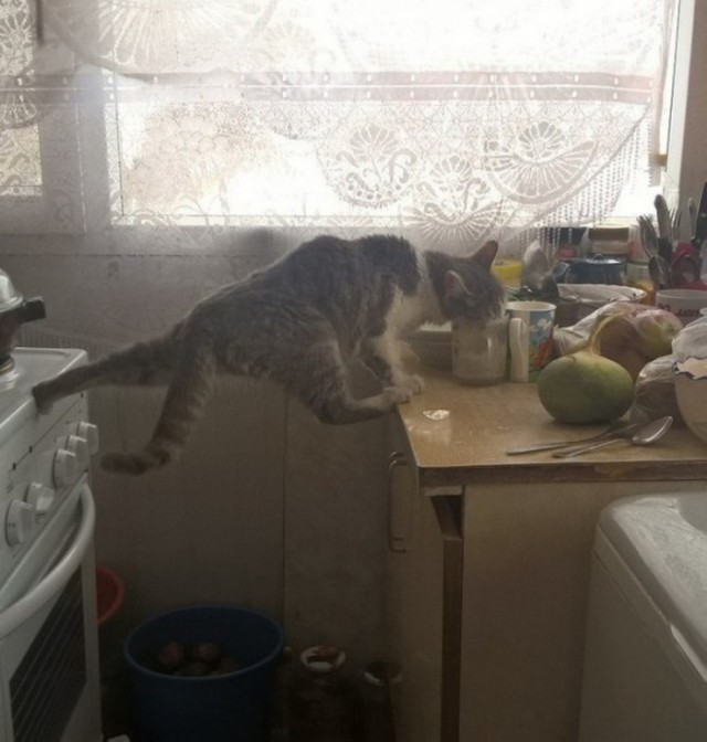Прикольных котов пост