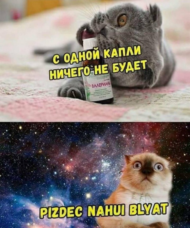 Пятница наступает! Пора начинать деградировать