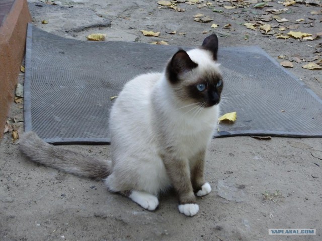 Котовторник! 11.10.11