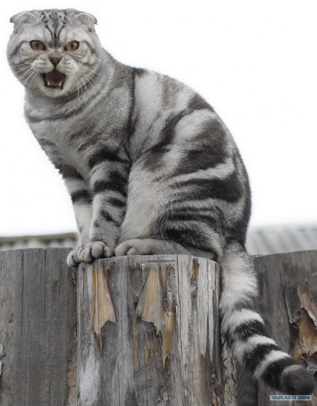 Котовторник (начало в супермаркете!)