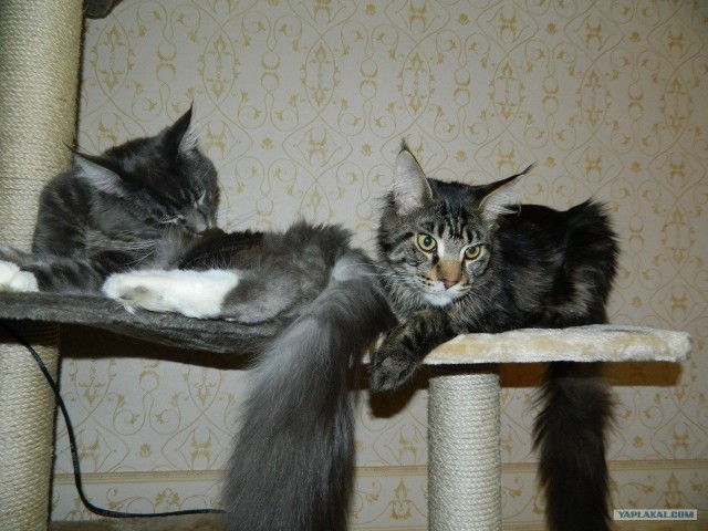 Котовторник!