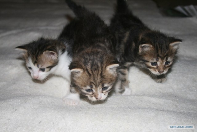 Котовторник 17 января