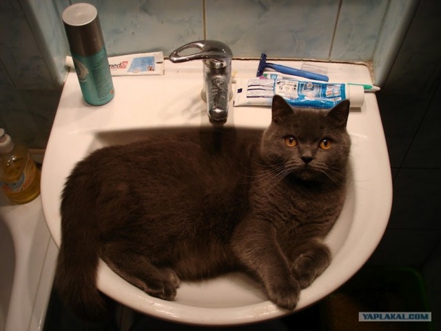 Котовторник (07.02.2012)
