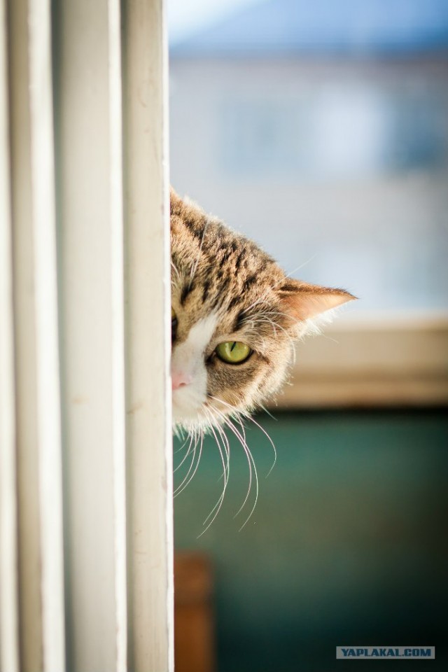 Котовторник 24.04.2012