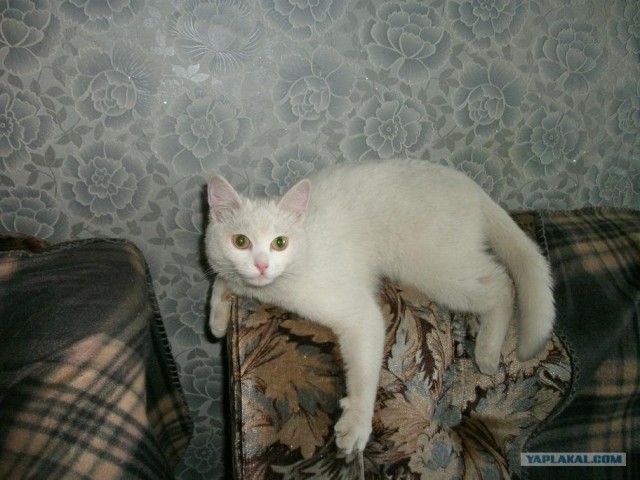 Котовторник (15.05.2012)