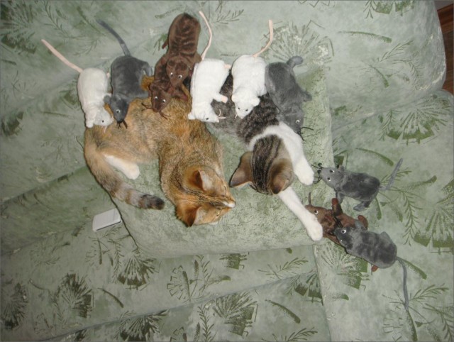 Крысы напали на котов! Жесть и мясо!