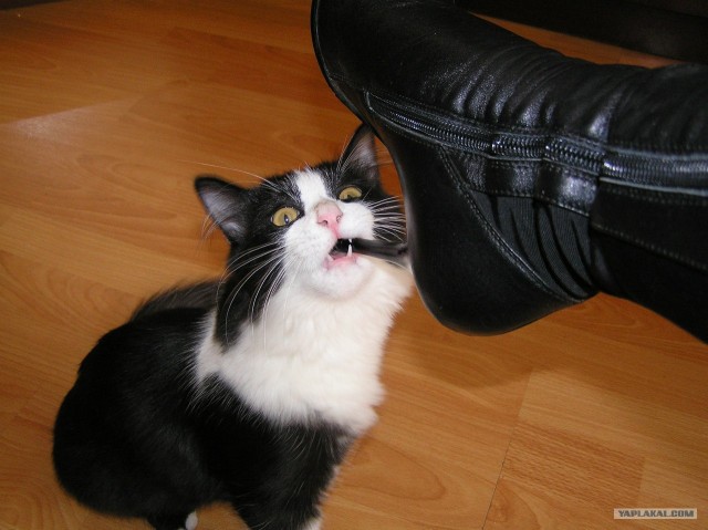 Котовторник 31.07.2012 г.