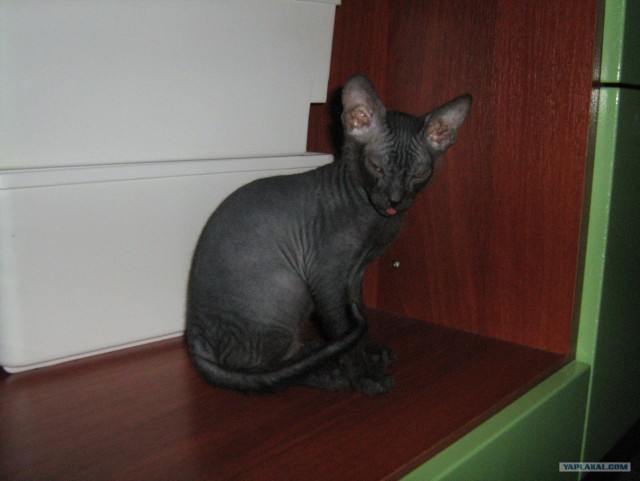 Котонянька и котовторник