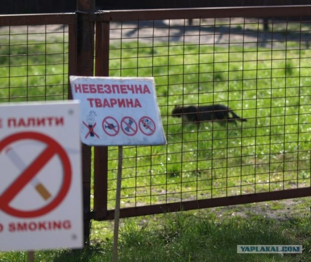 Самое злодейское выражение морды лица