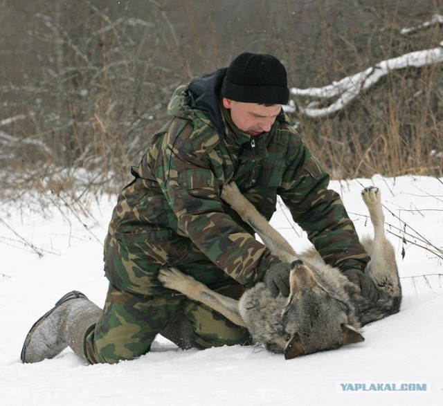 Шамович и волки