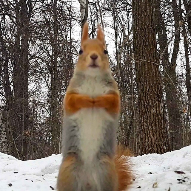 Живность из сети
