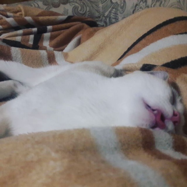 Забавные фото котеек