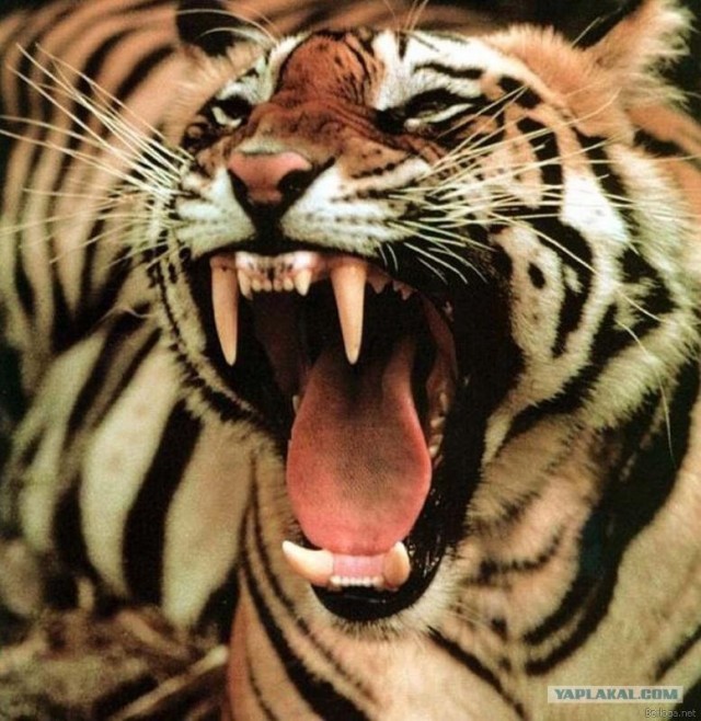 Новый тренд