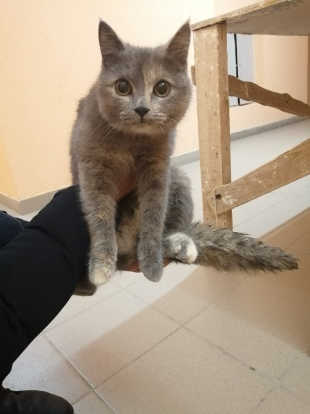 Забавные картинки с котами из сети