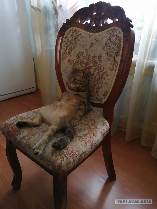 Коты-буддисты