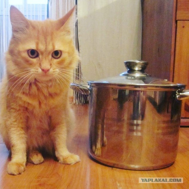 Смешные коты 25.08.20