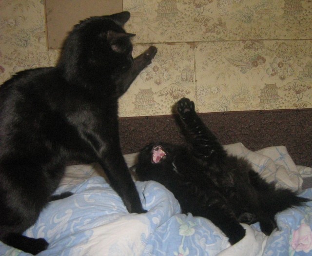 Моя красотка