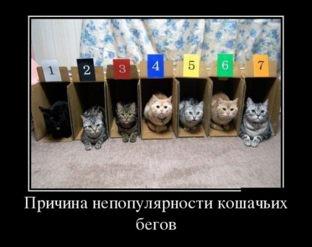 Когда у тебя хаски