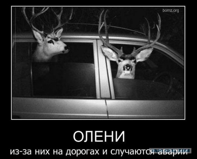 Лось внезапно выбежал на дорогу