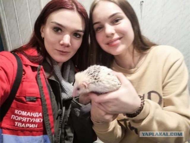 В Киеве волонтеры Команды спасения животных 5 часов вытаскивали африканского ежика, который застрял в чугунной батарее