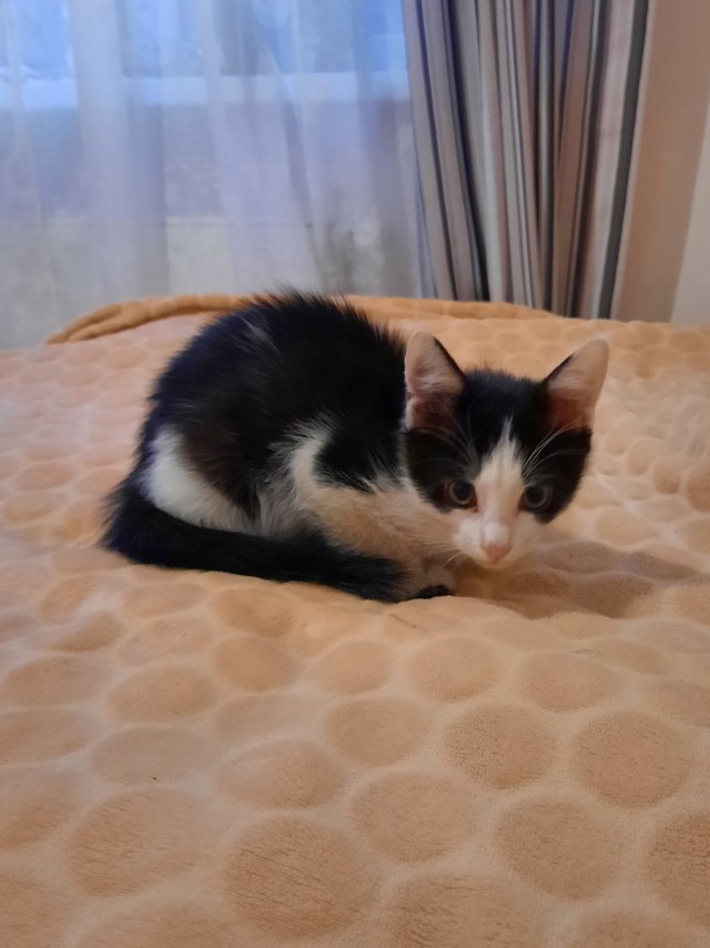 Коломна! Котята в добрые руки