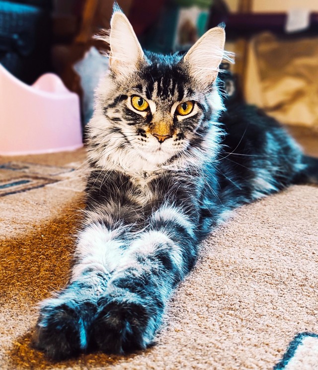 Хоба! Котовторник!