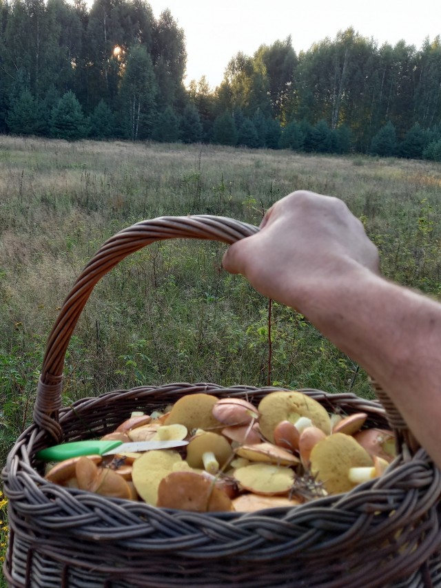 Маслята пошли