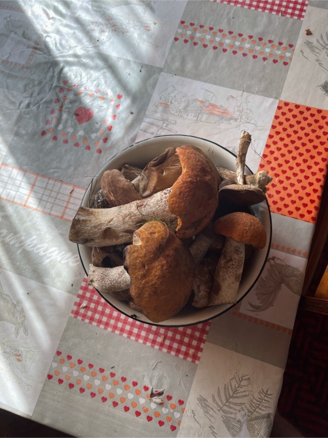 Дачные грибочки