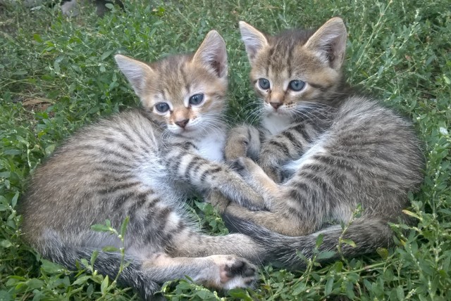 Они для нас - страница в жизни... Котовторник.