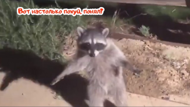 Попались, паразиты