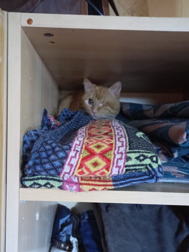 Начну котовторник чуть раньше!