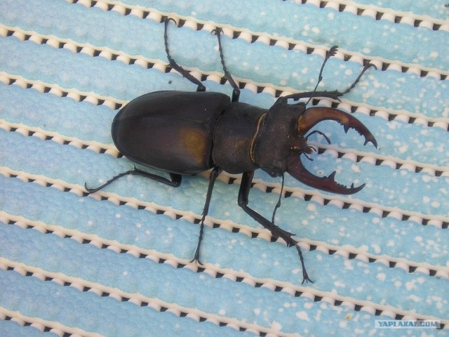 Прогулка по Крыму