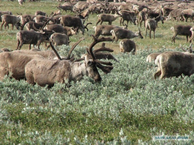 Ямал. Два времени года