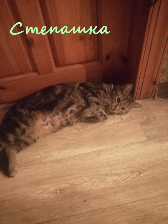 Жизнь домашнего приюта "Котоленд" 366