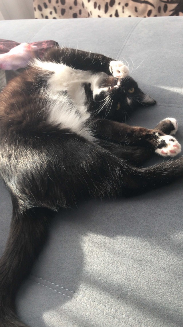 Котовторник 17.01.23
