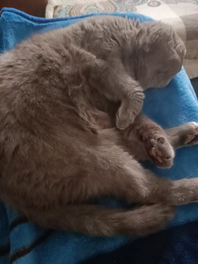 Котовторник