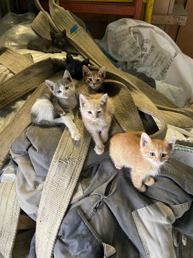 Коты пролетарии
