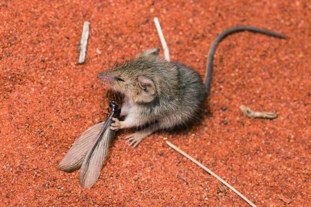 Нинго: Это не мышь, а злой и кусачий сумчатый хищник. Родственник знаменитого тасманского дьявола!