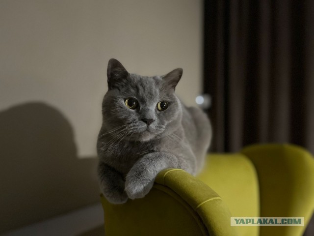 Не только котовторник, а еще и Всемирный день кошек!